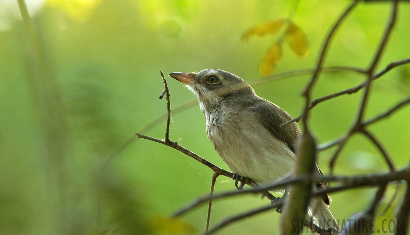 Tephrodornis affinis [550 mm, 1/80 Sek. bei f / 8.0, ISO 2500]